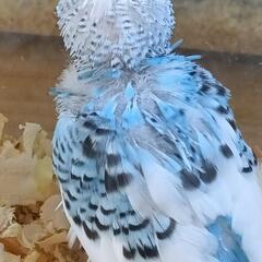 セキセイインコ　5／20入荷　ブルー系のパイド