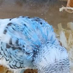 セキセイインコ　5／20入荷　ブルー系のパイド − 埼玉県
