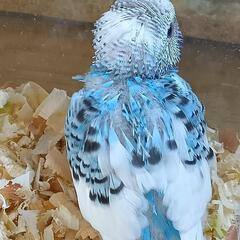 セキセイインコ　5／20入荷　ブルー系のパイド - 春日部市