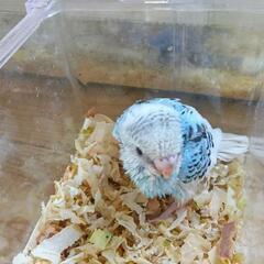 セキセイインコ　5／20入荷　ブルー系のパイド - 地元のお店