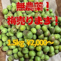 梅売ります　梅シロップ梅酒カリカリ梅梅干しに