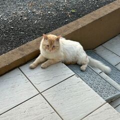 迷い猫
