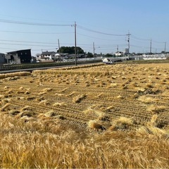 無料　麦わら　早い者勝ち