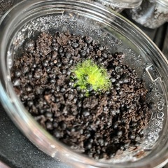 天然苔八ヶ岳産～ヒカリゴケ　希少