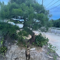 石付き松庭木