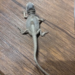 フトアゴヒゲトカゲZERO