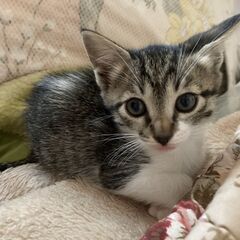 子猫の里親になってくださるかた