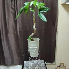 観葉植物パキラ