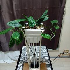 観葉植物