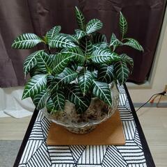 観葉植物