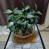 ランキングキーワードに紐づく投稿画像-観葉植物