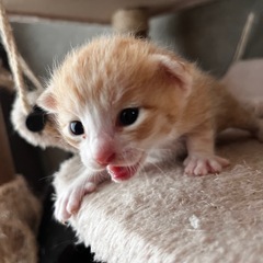 オス子猫