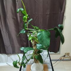 観葉植物