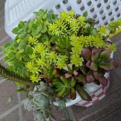 「多肉植物」(寄せ植え)