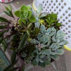 「多肉植物」(寄せ植え.容器込)