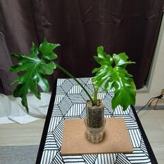観葉植物