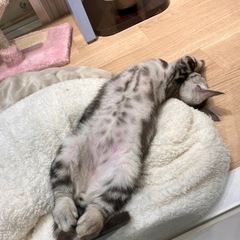 💻( ˘•ω•˘ ).｡oஇがんばれない