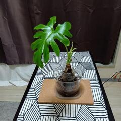 観葉植物①
