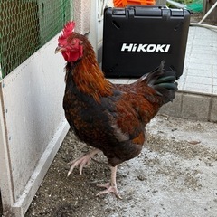 天草大王 ニワトリ