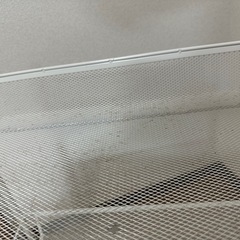 ホワイトラックの画像