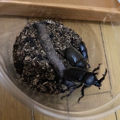 【今季初物】2025年5月20日採集個体国産カブトムシペアとコクワ♂の画像
