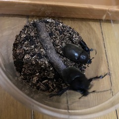 【今季初物】2025年5月20日採集個体国産カブトムシペアとコクワ♂