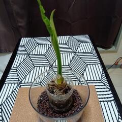 観葉植物②