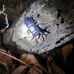 大き目ヒラタクワガタ