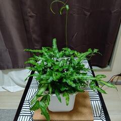 観葉植物