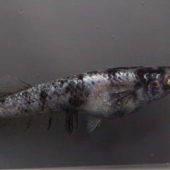 湊都めだか　飼育場販売　みやこ町　メダカの画像