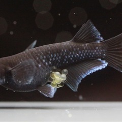 湊都めだか　飼育場販売　みやこ町　メダカの画像