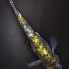 湊都めだか　飼育場販売　みやこ町　メダカの画像