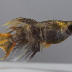 湊都めだか　飼育場販売　みやこ町　メダカの画像