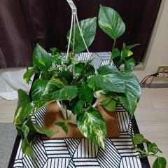観葉植物