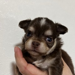 チワワ  レアカラー   販売