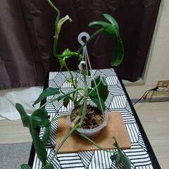 観葉植物