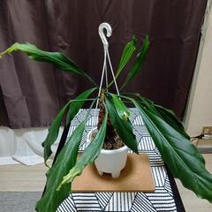 観葉植物