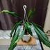 ランキングキーワードに紐づく投稿画像-観葉植物