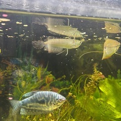 淡水魚、熱帯魚、水槽