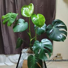 観葉植物