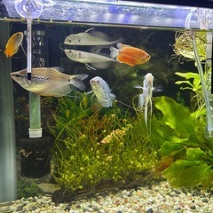 淡水魚、熱帯魚、水槽