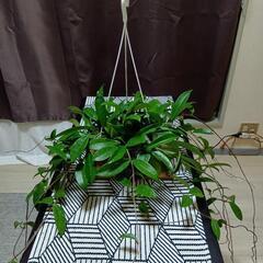 観葉植物