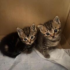 仔猫　キジトラ？　オス　生後1か月くらい