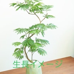 エバーフレッシュ 挿し木用枝 新芽つき 発根済み　複数