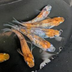 極上厳選■三色ラメめだか■【有精卵20個+α】の画像