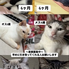 子猫〜成猫里親募集中