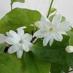 メル友