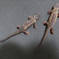 オキナワシリケンイモリ　２匹セット