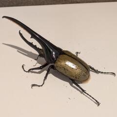 ヘラクレスオオカブト ペアの画像