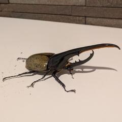 ヘラクレスオオカブト ペア